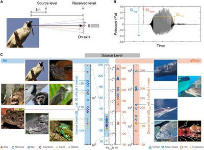 How Loud Can you go? Physical and Physiological Constraints to Producing High Sound Pressures in Animal Vocalizations